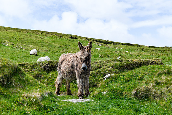 Ireland_20190611_4183