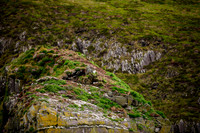 Ireland_20190611_4082
