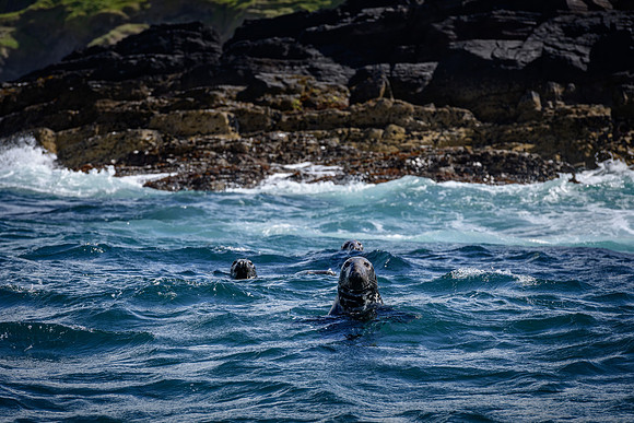 Ireland_20190611_4372