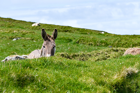 Ireland_20190611_4176