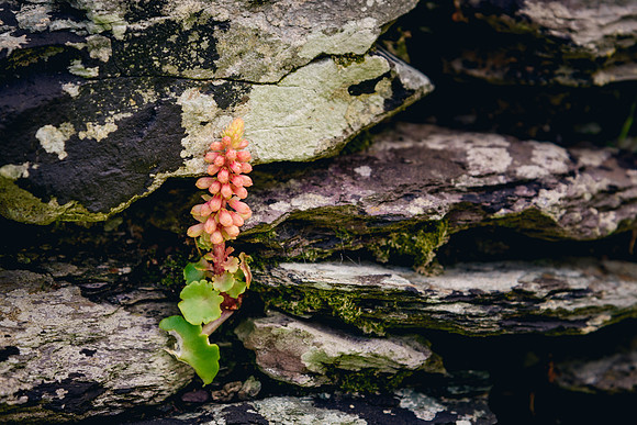 Ireland_20190611_4145